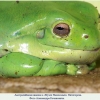 litoria coerulea